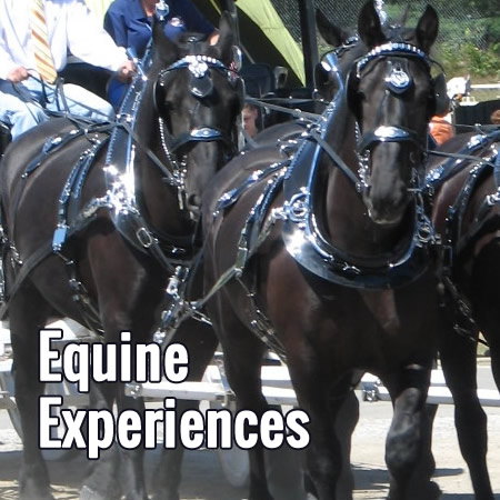 Equine Experiences