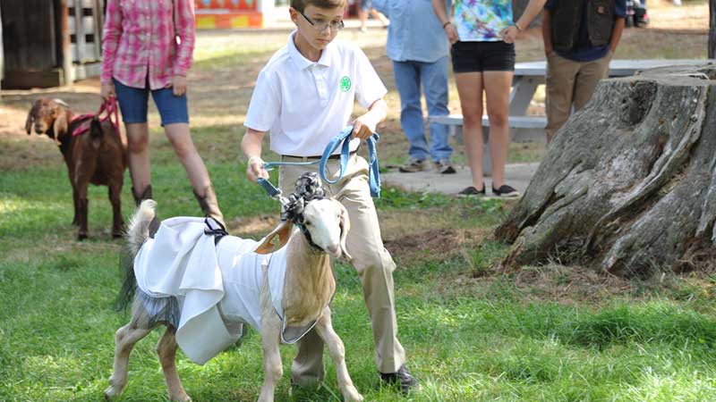 Hopkinton State Fair Dairy Goat Show