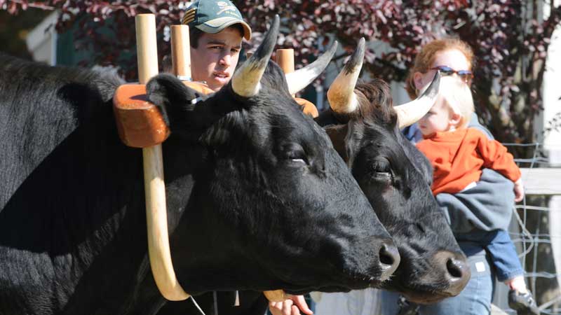 Hopkinton State Fair Oxen Show