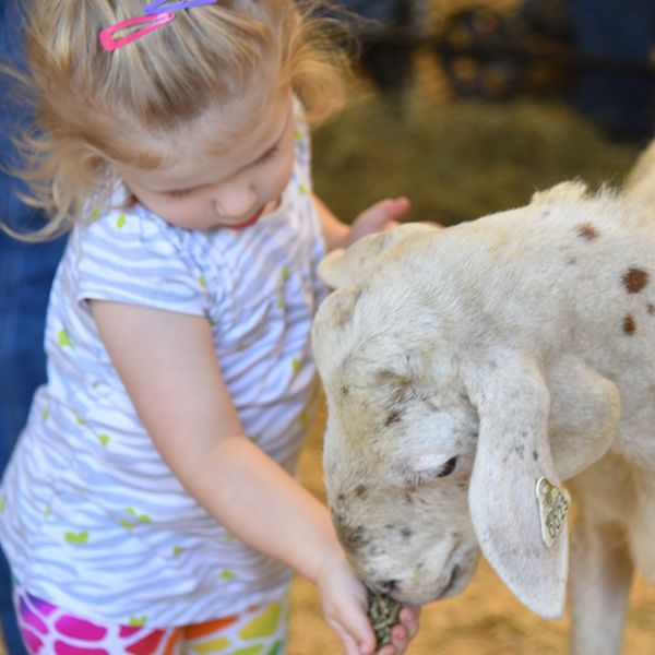 Charmingfare Farm – Petting Zoo