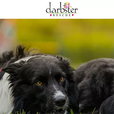 Darbster Rescue