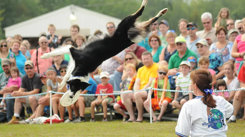 Disc Dogs Disc-Connected K9s
