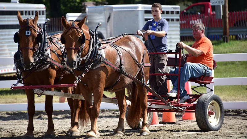 Draft Horse Farm Show